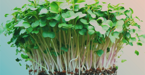 Time to Sprout