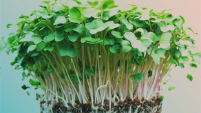 Time to Sprout