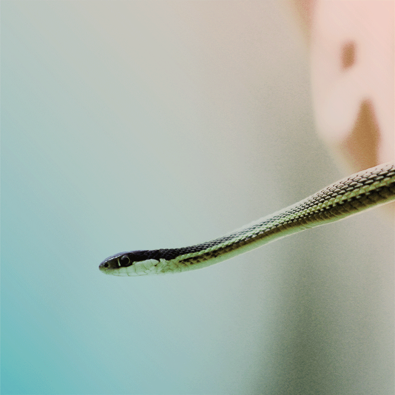 The serpent power: Kundalini Shakti