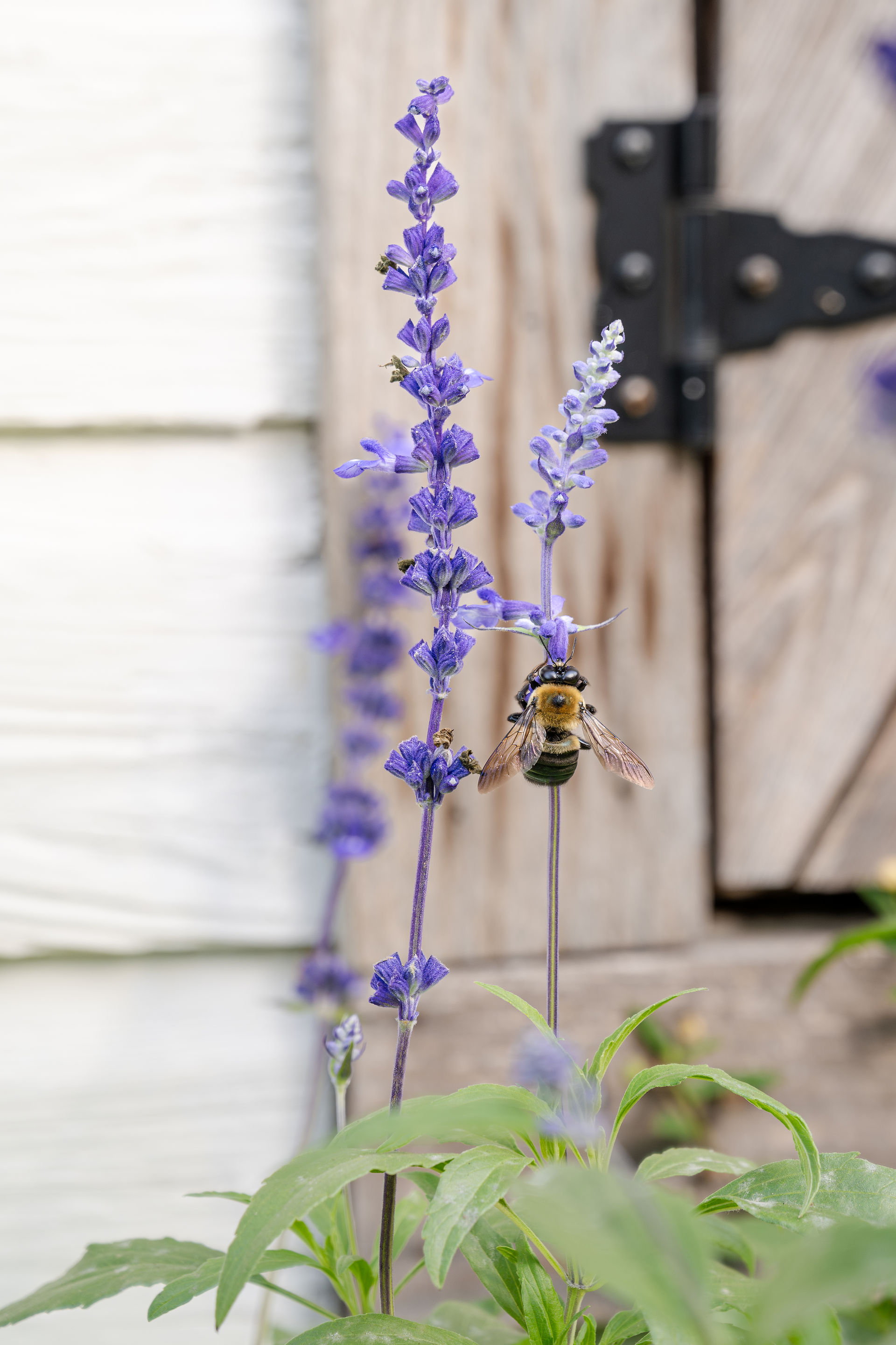 Bumblebee on a vibrant autumn flower at Pine Log Venue
