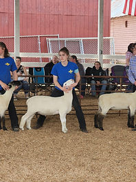 Lamb Show