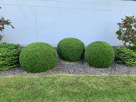 Shrub Trimming
