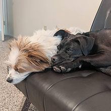 Brent's Doggos.jpeg