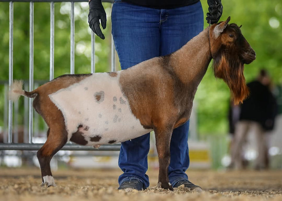 FB_IMG_1733609256699 - Copy (2) - Copy