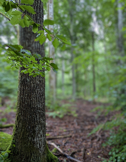 Skog.png