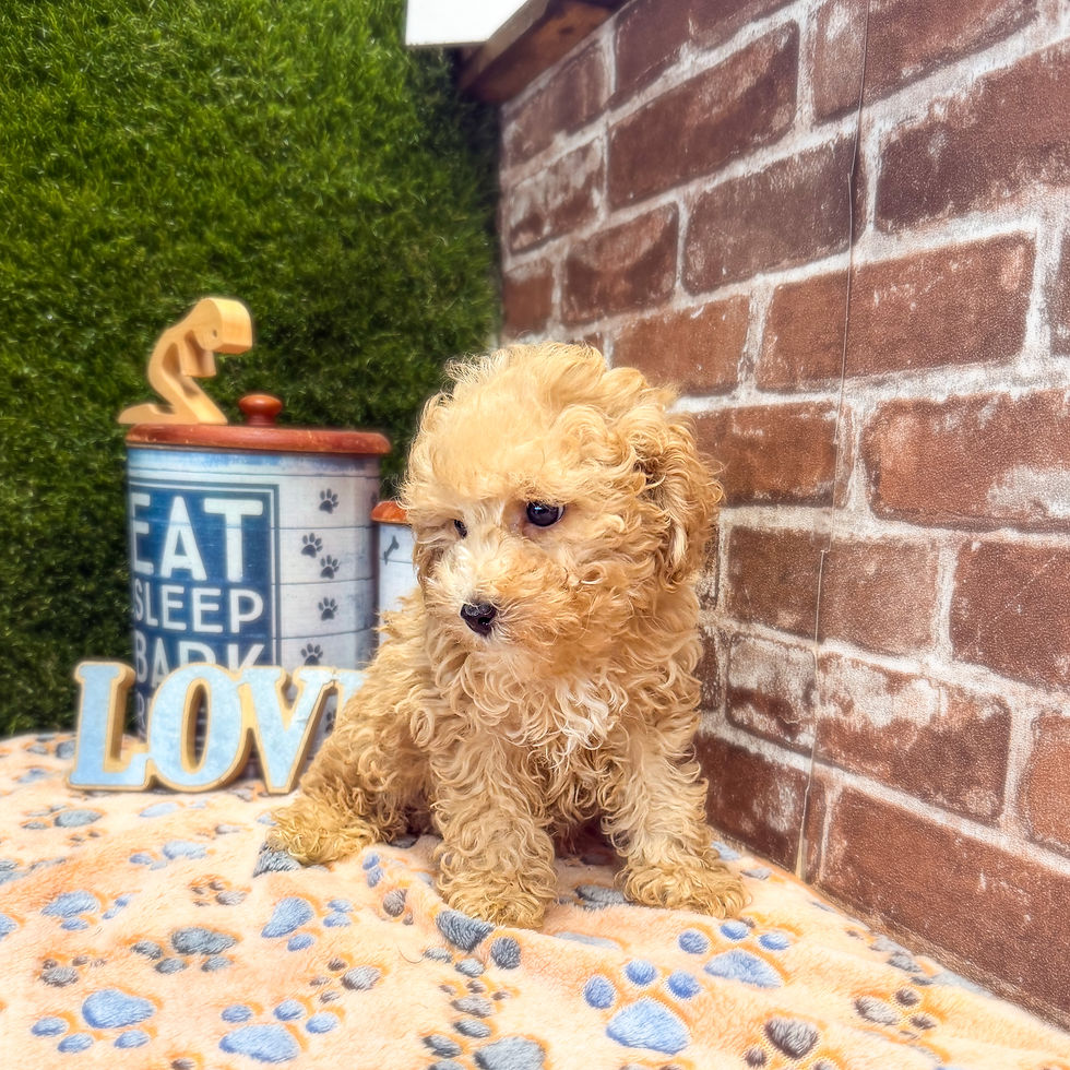 Thumbnail: Antonio the Mini Poodle