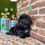 Thumbnail: Midnight the Shih Tzu