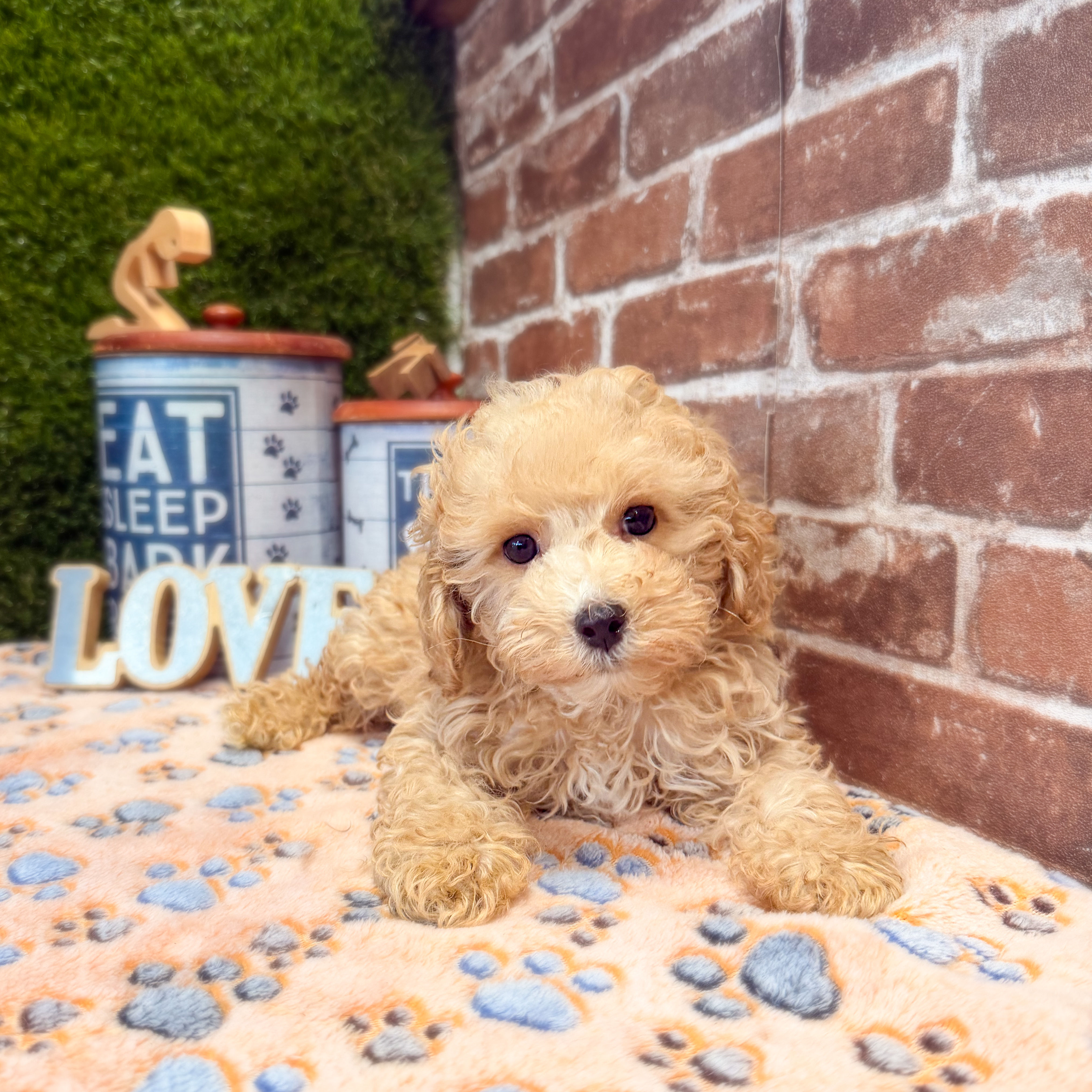 Antonio the Mini Poodle