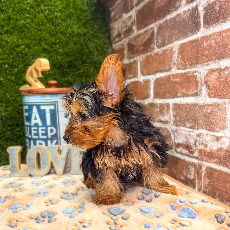 Thumbnail: Biscuit the Yorkie