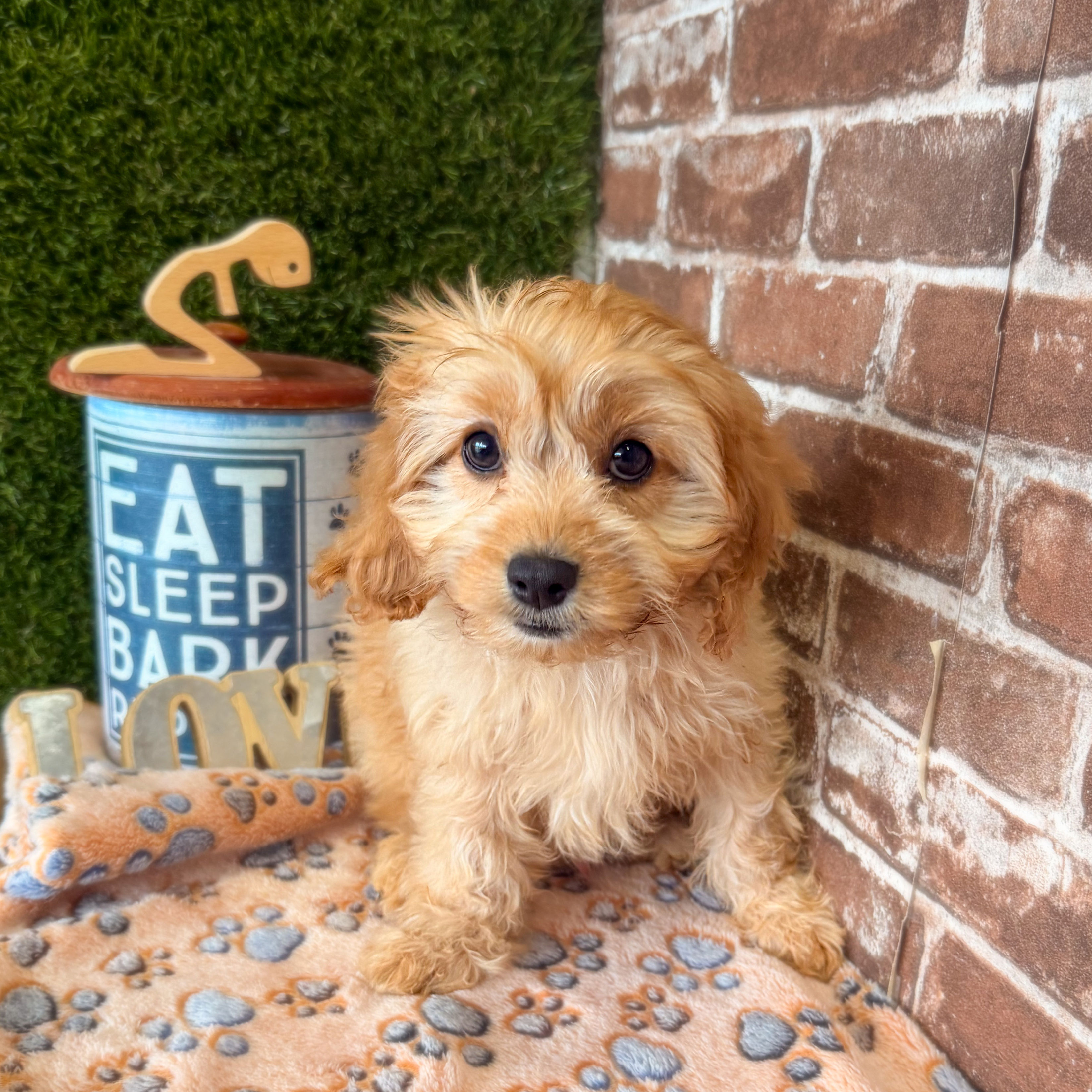 Peter the Cavapoo