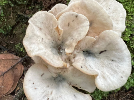 The Hidden Web: How Fungi Connect Forests, Wildlife, and Us