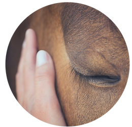 Sophrologie avec les chevaux Le Jardin des étoiles