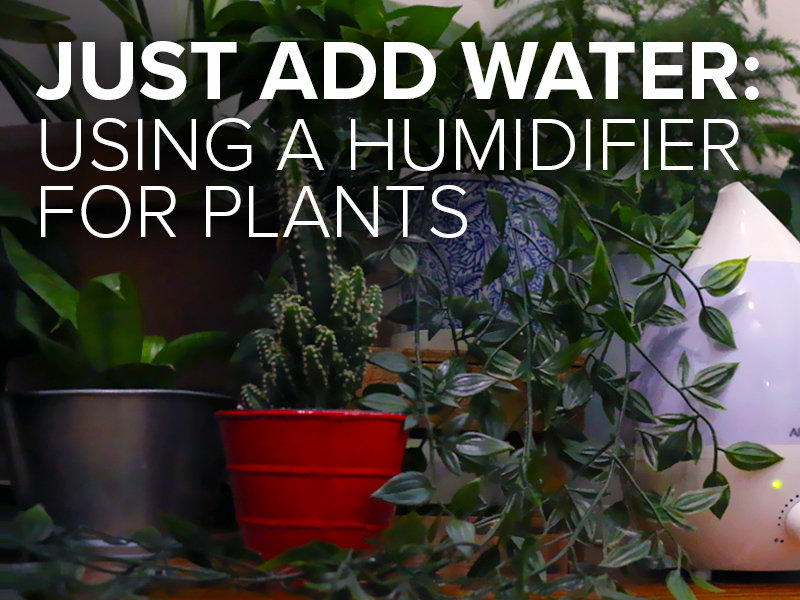 Just Add Water: Using a Humidifier for Plants