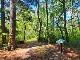 Wetland Trail at Loch Lynn Heights Maryland