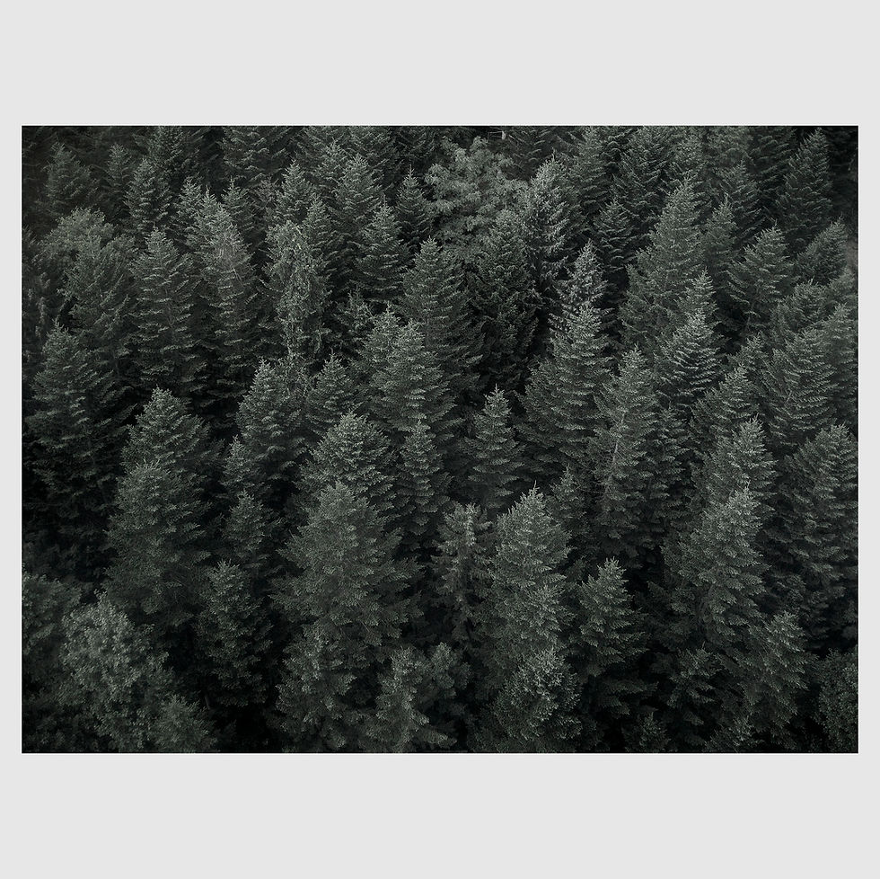 Thumbnail: Framed Print "Forest"