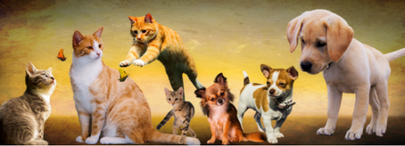 GATO X CACHORRO qual o melhor companheiro?