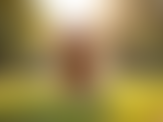 Choosing the Perfect Goldendoodle for Your Family