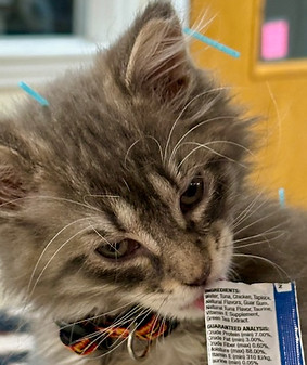 Acu kitten.jpg