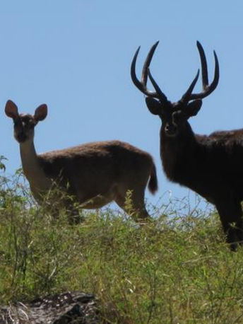 Mauritus Inferno Outdoors Hunt