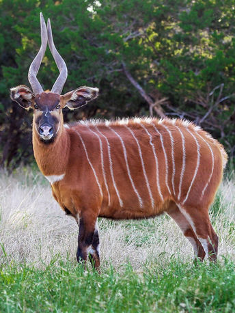 Congo Inferno Outdoors Hunt