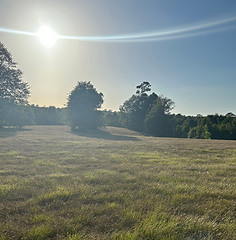 Sunbeams at Sweet Haven