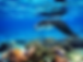 manta.png