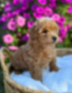Maltipoo puppy in basket