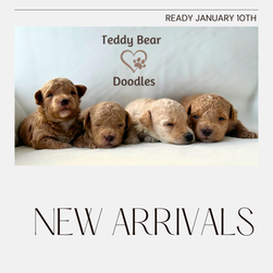 Our New November Puppies Are Here
