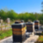 World Bee Day - Hives set out in a garden on a sunny day