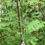 Thumbnail: Floral Rose Pink Silver Necklace hanging in a tree outside