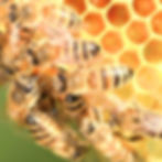 World Bee Day - Honey Bees on honeycomb