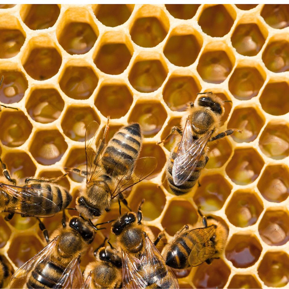 Honey bees on honeycomb, like the type we use in our totally natural skincare
