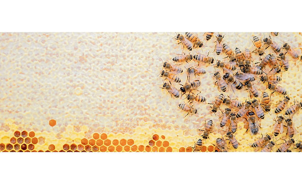 Honey bees on honey come in the hive for our FAQs page