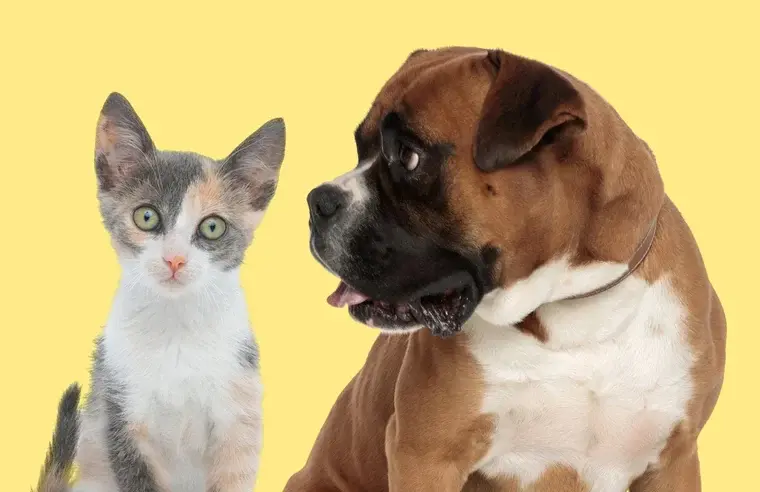 So … was there or wasn’t there a pandemic pet boom?