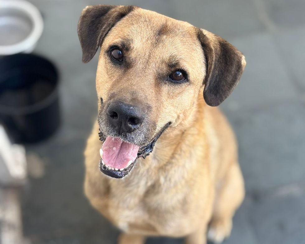Ação acontece no dia 8 de agosto, das 13h às 17h, reunindo adoção responsável, arrecadações e ações de conscientização sobre a causa animal
