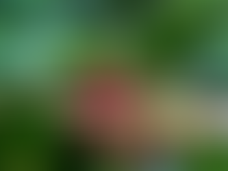 Café Veracruz: una denominación de origen bien merecida