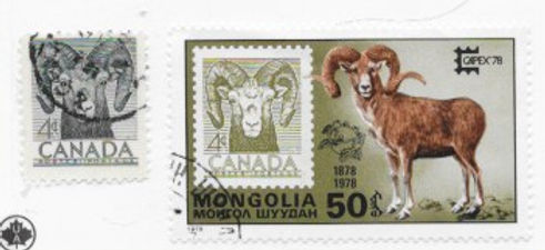 Mouflon mongolie.jpeg