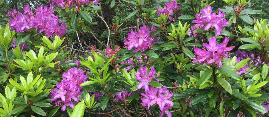 Rhododendrons