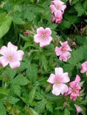 geranium-vivace-rose-clair-.jpg