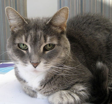 Gymno pour dessins.JPG