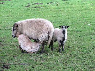 V Denton moutons.JPG