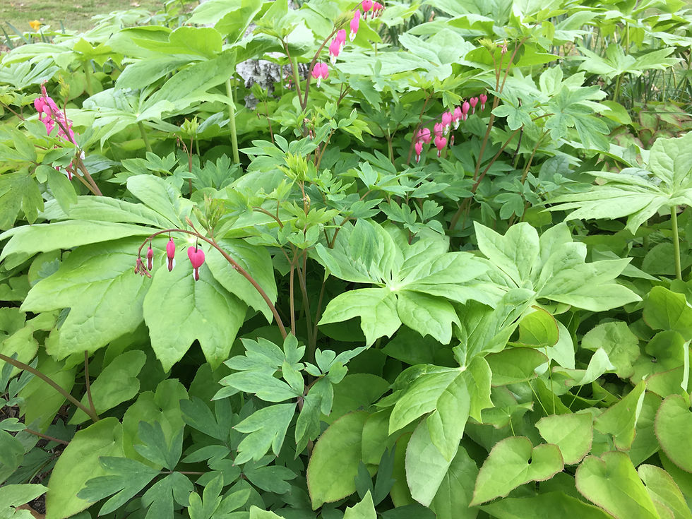 Mayapple Planted With Dicentra