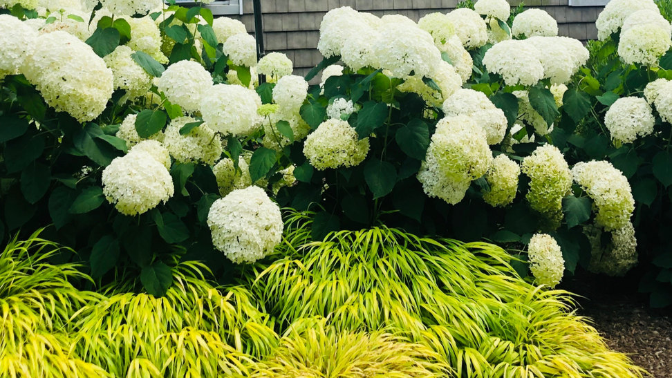 The Quintessential Summer
