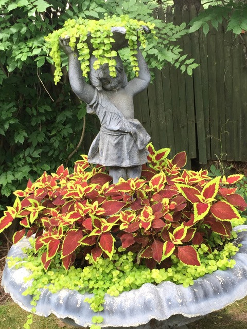 Planter with Coleus and Lysimachia