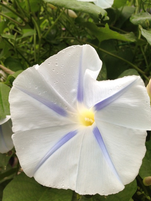 Morning Glory