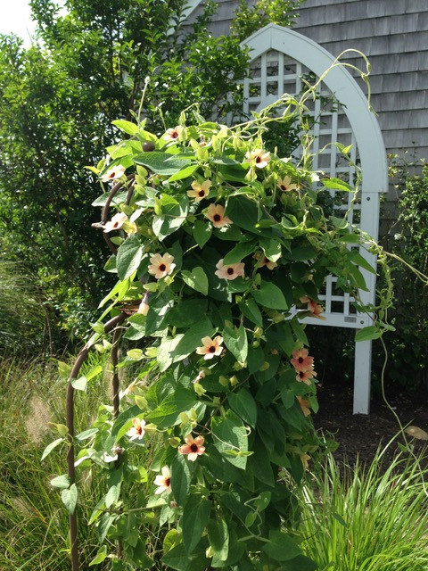 Thumbergia a. 'Blushing Susie'
