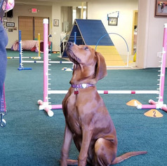 Dog-School-of-Louisville-Interior-Photo-
