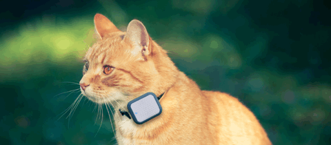 pets banner.gif