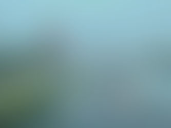 台風後は植木を水洗いして下さい。