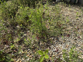 防草シートに砂利を敷いたら草取りは必要なくなる？？